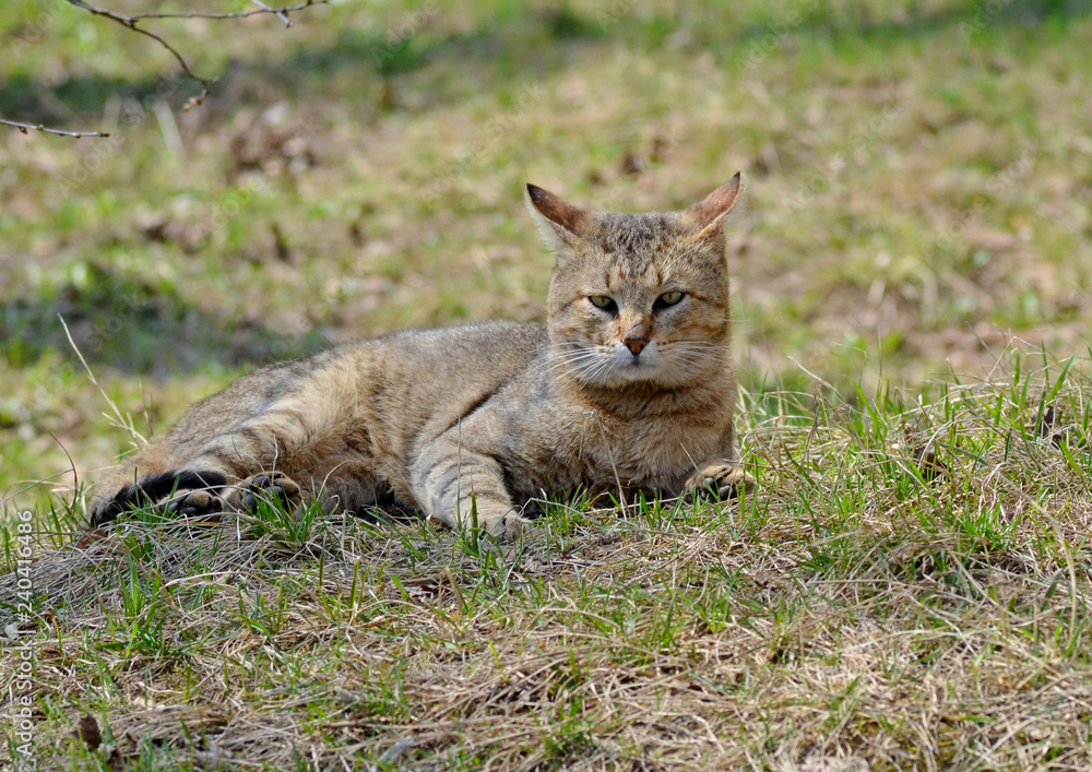 Obraz premium Cute street cat and expressive eyes