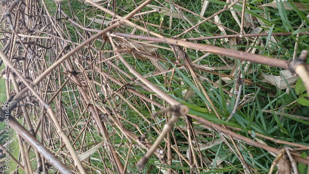Bamboo tree photo Bamboo tree photo