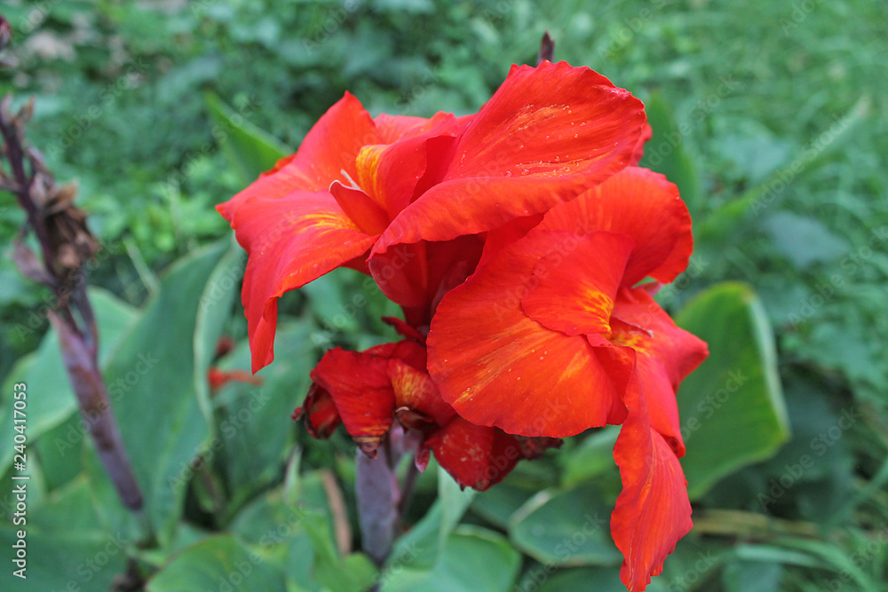 red flower in the garden red flower in the garden