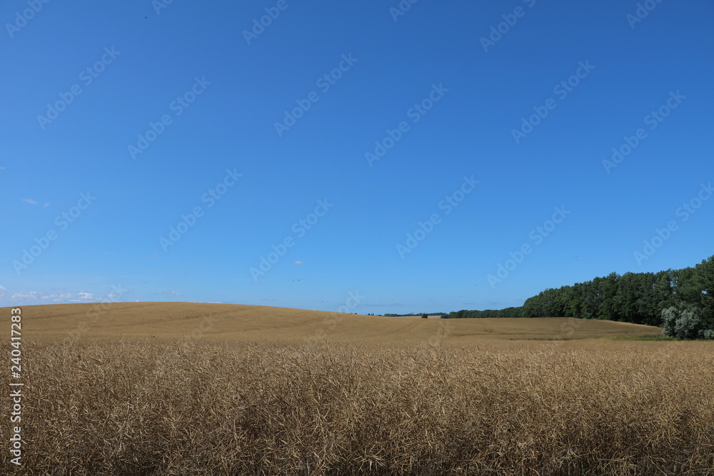 Rape field in late summer at Island Rügen, Germany