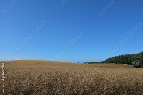 Rape field in late summer at Island R  gen  Germany