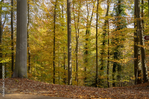 Forest during Autumn at Switzerland 