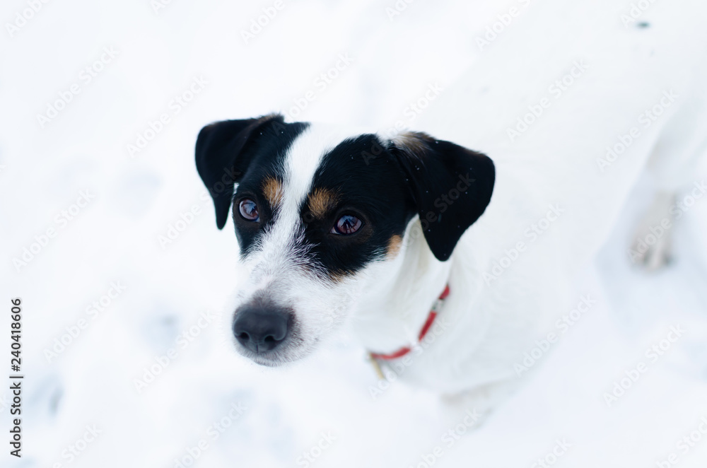 Jack Russell Terrier. Walking outdoors in the winter. Beautiful closeup portrait. How to protect your pet from hypothermia. 