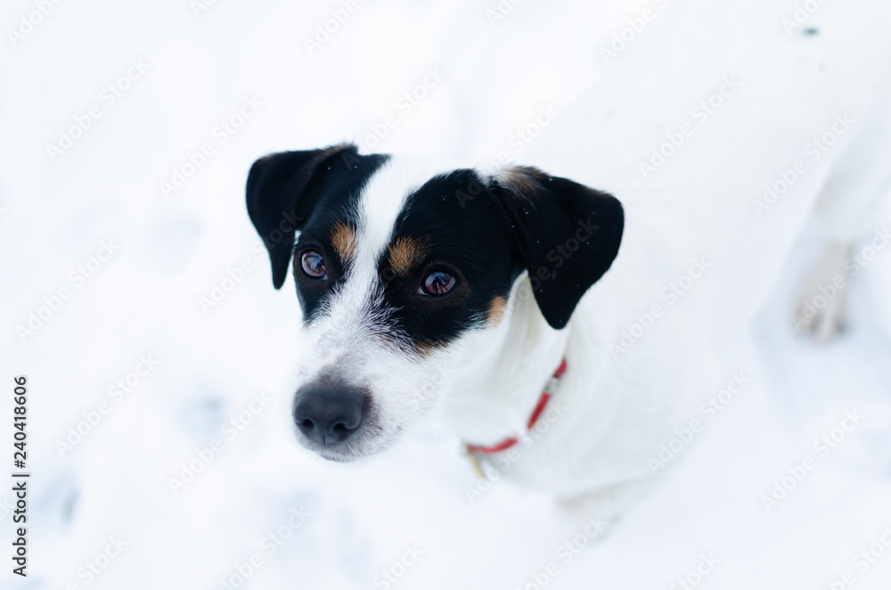 Jack Russell Terrier. Walking outdoors in the winter. Beautiful closeup portrait. How to protect your pet from hypothermia. Jack Russell Terrier. Walking outdoors in the winter. Beautiful closeup portrait. How to protect your pet from hypothermia.