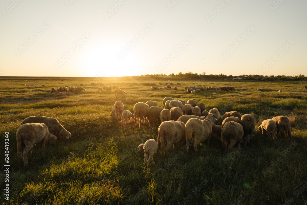 Fototapeta premium A lot sheep on the beautiful green meadow