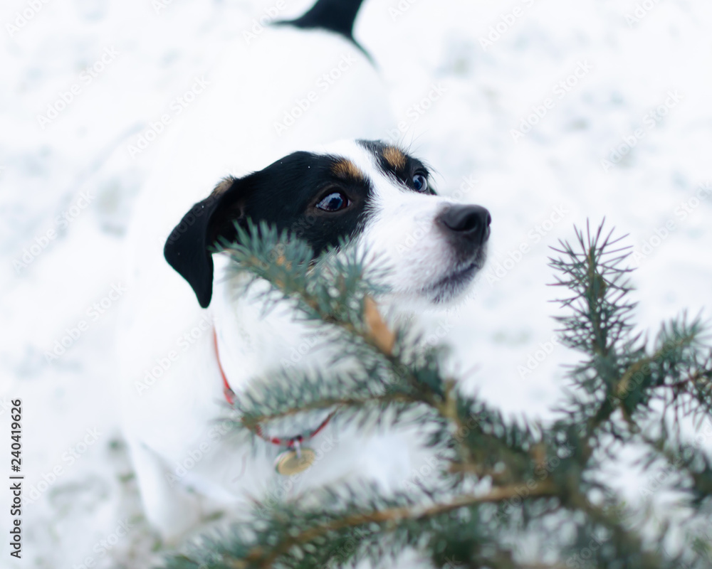 Jack Russell Terrier. Walking outdoors in the winter. How to protect your pet from hypothermia. Jack Russell Terrier. Walking outdoors in the winter. How to protect your pet from hypothermia.