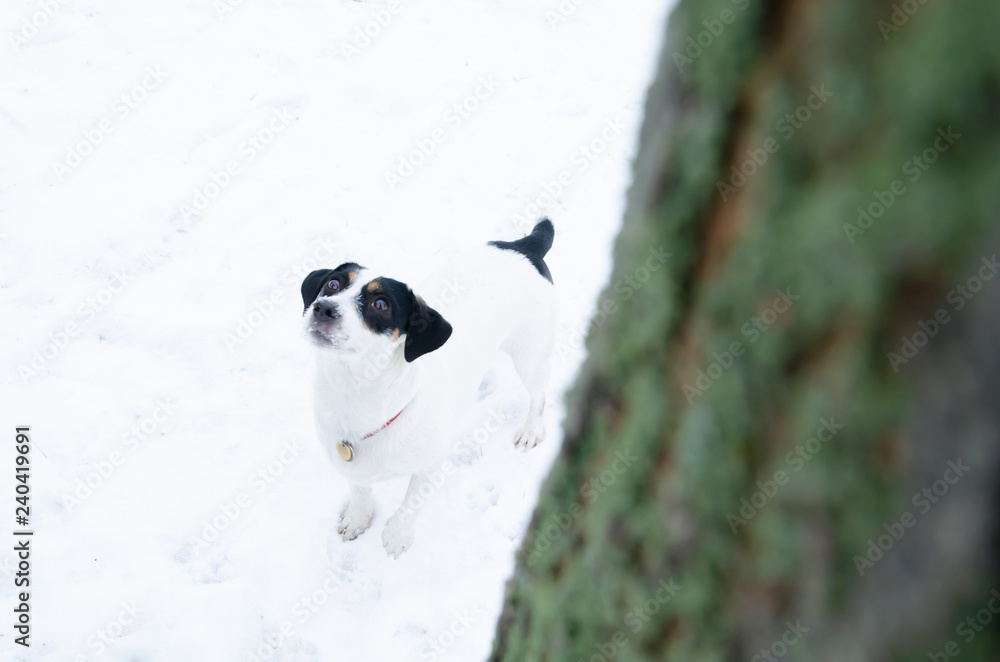Jack Russell Terrier. Walking outdoors in the winter. How to protect your pet from hypothermia. Jack Russell Terrier. Walking outdoors in the winter. How to protect your pet from hypothermia.