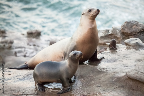 Fotografie Sea Lion and Pup