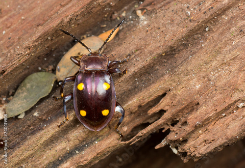 Handsome fungus beetle on rotten wooden log photo