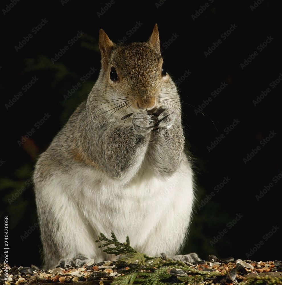 Obraz premium Squirrel Having Lunch