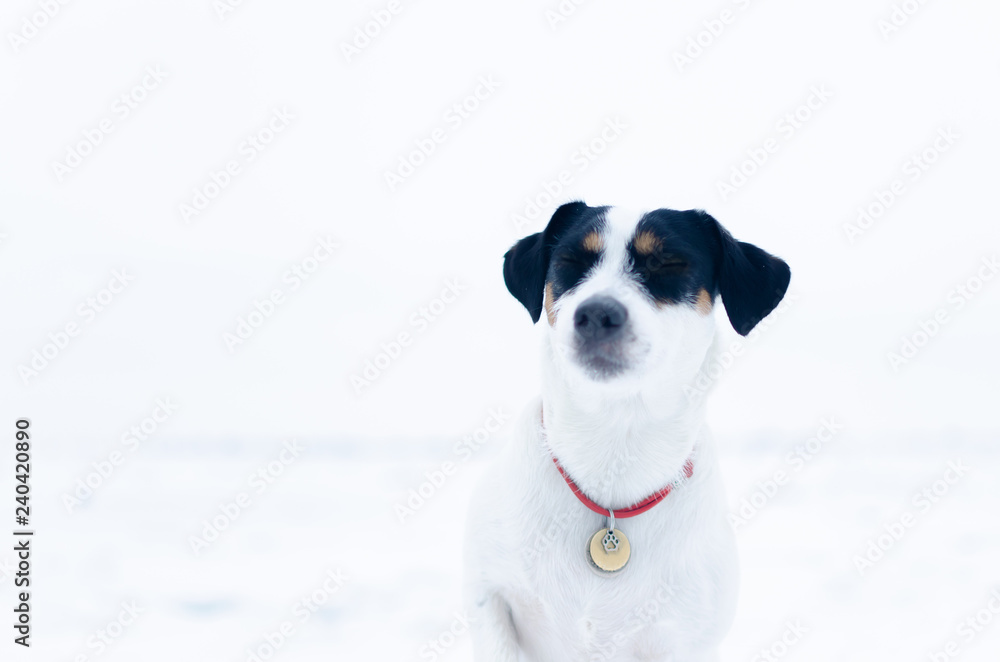 Jack Russell Terrier. The dog performs the commands of its owner. Walking outdoors in the winter. How to protect your pet from hypothermia. Jack Russell Terrier. The dog performs the commands of its owner. Walking outdoors in the winter. How to protect your pet from hypothermia.