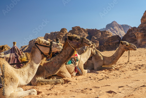 Camels in the desert © Jiri