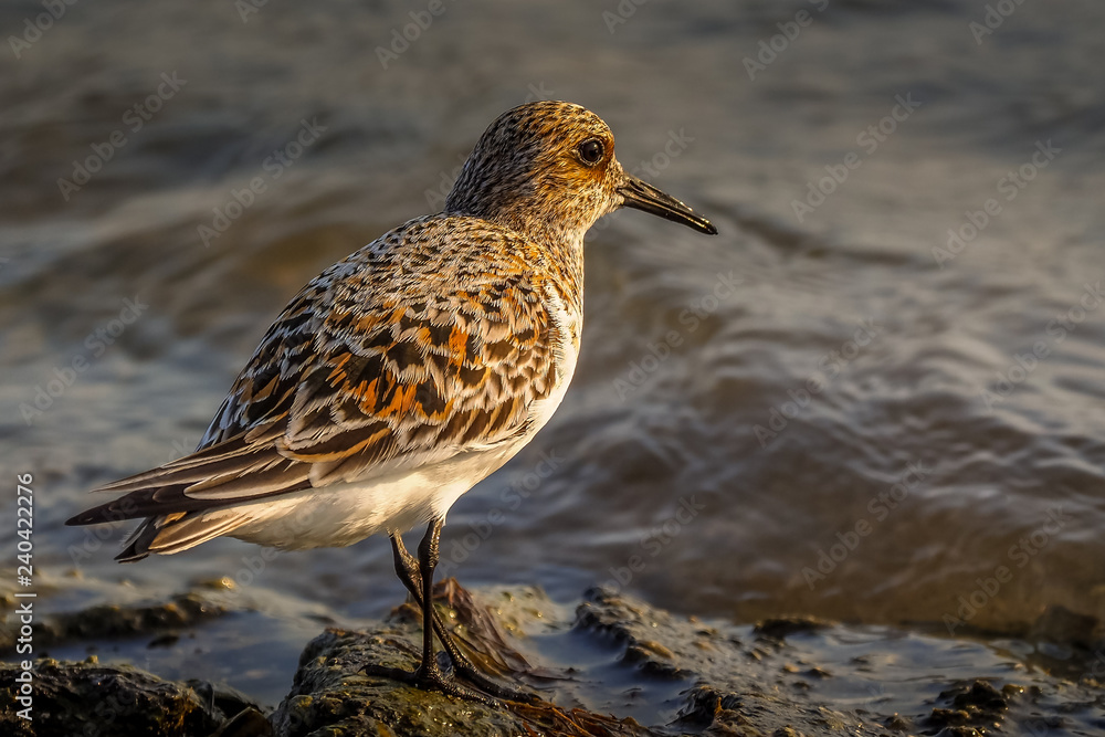 Sanderling Sanderling