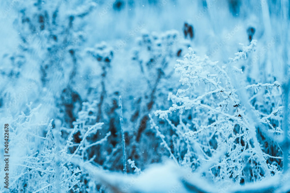 Obraz premium frozen plants in hoarfrost in winter afternoon