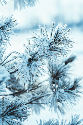 frozen spruce in hoarfrost in winter afternoon