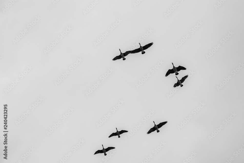 Tight Flock & Gray Sky Tight Flock & Gray Sky