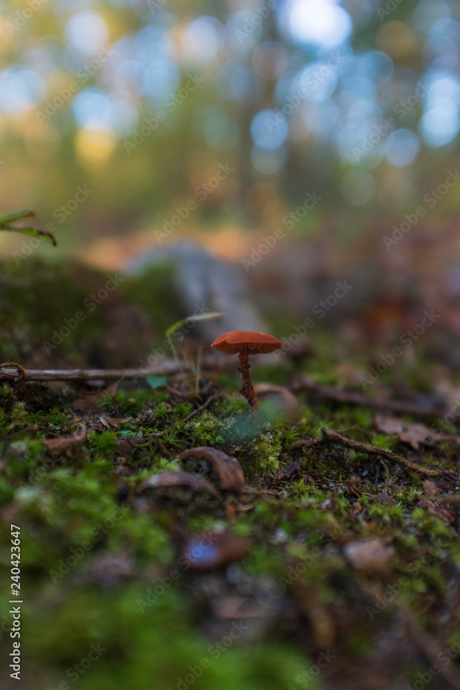 tiny red mushroom in the forest tiny red mushroom in the forest