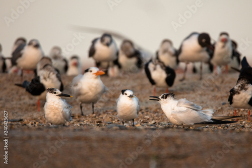 Royal Terns on Beach