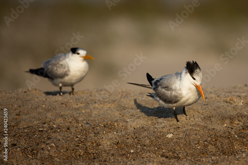 Royal Terns on Beach