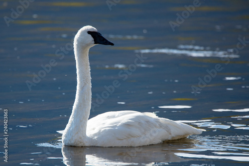 Tableau sur toile Trumpeter Swan in Water