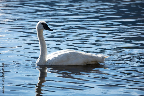 Trumpeter Swan in Water