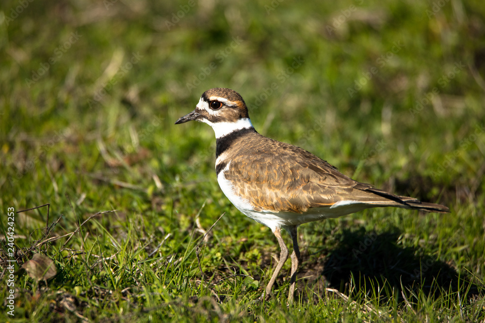Killdeer in Grass Killdeer in Grass