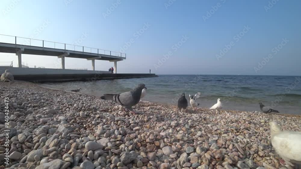 Seagull and pigeons on the background of the sea Seagull and pigeons on the background of the sea
