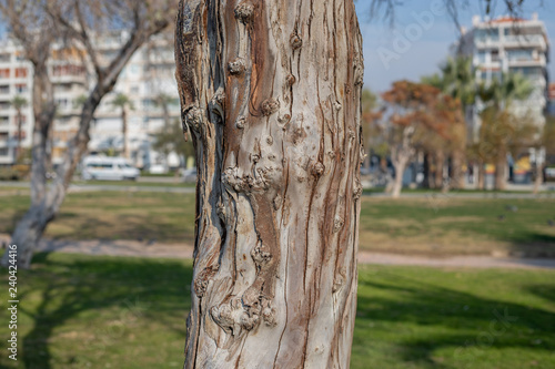 Tree trunk and bark