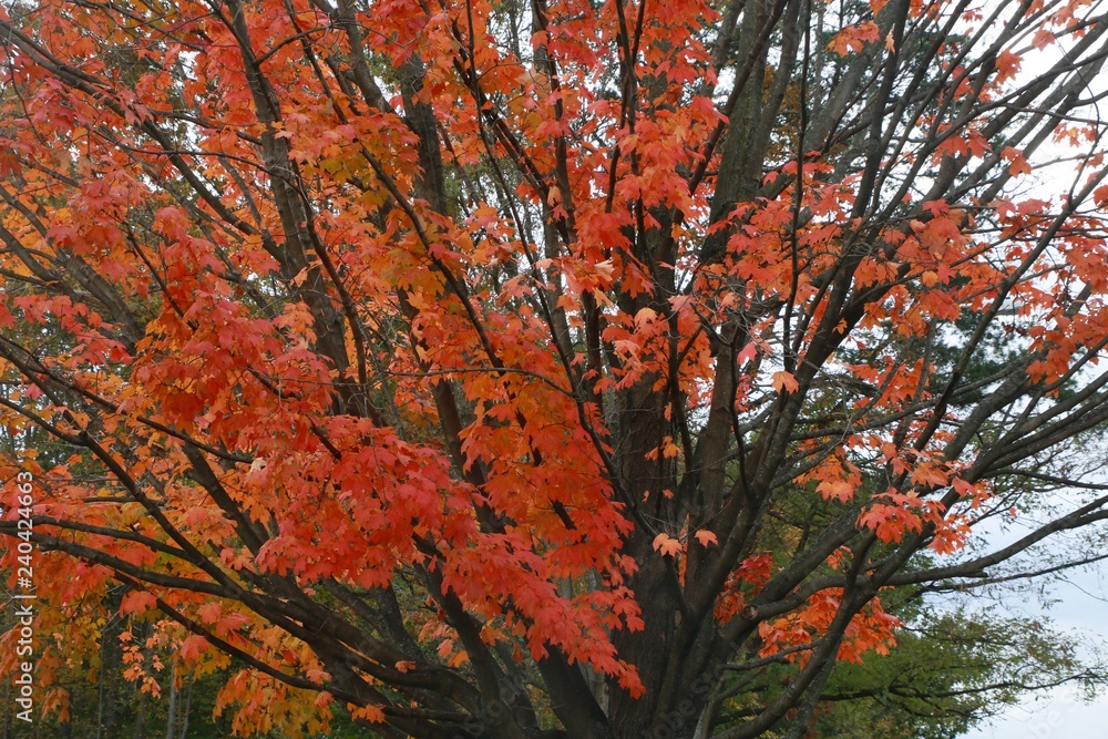 Tree with Orange Leaves against White Cloudy Overcast Sky in Cold Autumn Morning in Burke, Virginia Tree with Orange Leaves against White Cloudy Overcast Sky in Cold Autumn Morning in Burke, Virginia
