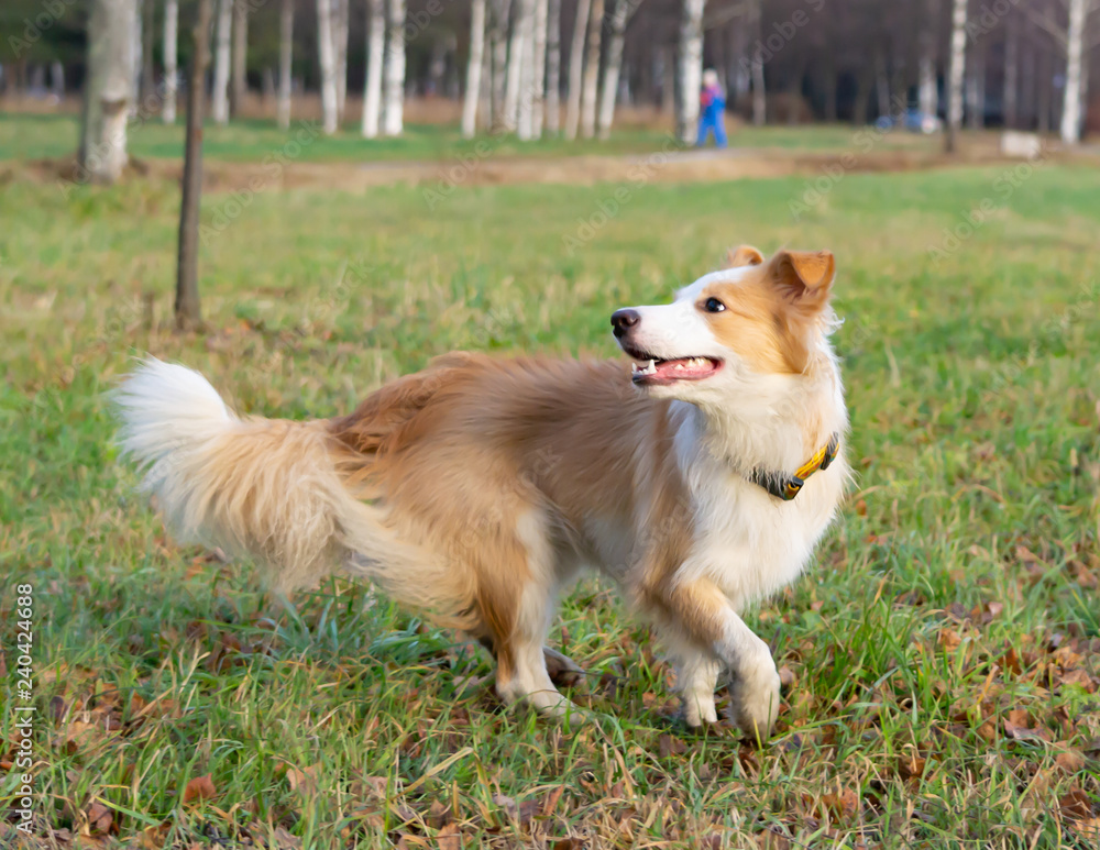 Border collie. The dog catches the frisbee on the fly. The pet plays with its owner. Harmonious relationship with the dog: education and training. Border collie. The dog catches the frisbee on the fly. The pet plays with its owner. Harmonious relationship with the dog: education and training.