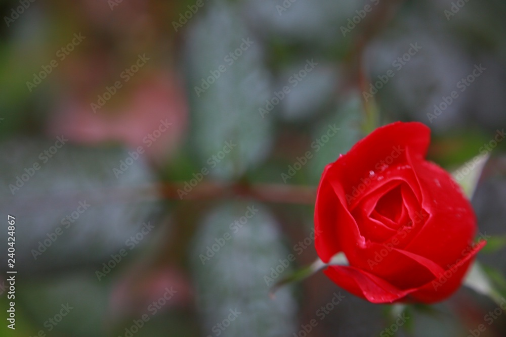 Last Rose of Summer in a Cold Day in Autumn with Droplets of Water on Its Petals During a Sprinkling Rain Close Up Off to One Side in the Frame in Garden against Out of Focus Background Last Rose of Summer in a Cold Day in Autumn with Droplets of Water on Its Petals During a Sprinkling Rain Close Up Off to One Side in the Frame in Garden against Out of Focus Background