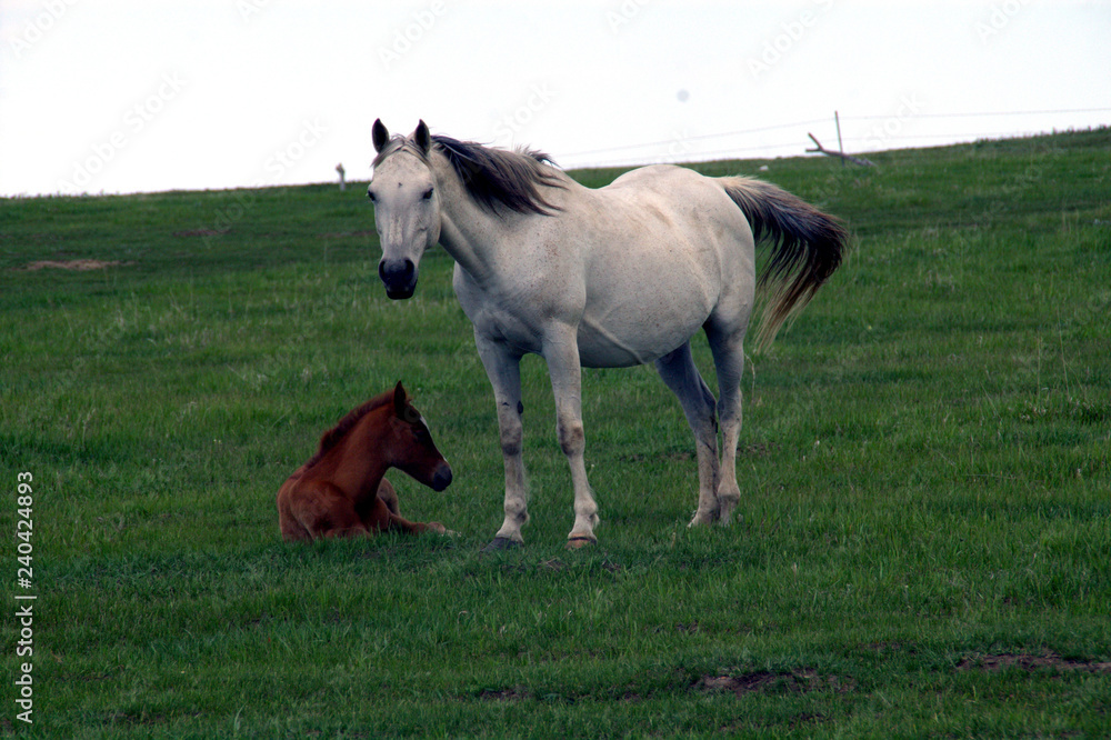 White Horse and Brown Foal