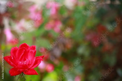 Last Rose of Summer in a Cold Day in Autumn with Droplets of Water on Its Petals During a Sprinkling Rain Close Up Off to One Side in the Frame in Garden against Out of Focus Background