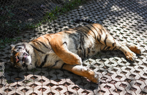 Fototapeta Naklejka Na Ścianę i Meble -  Tiger sleep on ground.