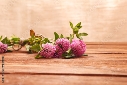 Clover flowers on wooden background. Beautiful purple wild flower. Medicinal herb. Close-up of red clover flowers in the lighting Studio