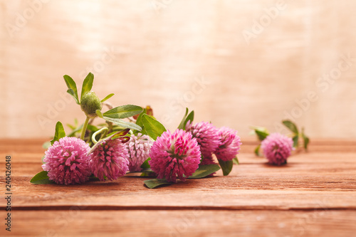 Wallpaper Mural Clover flowers on wooden background. Beautiful purple wild flower. Medicinal herb. Close-up of red clover flowers in the lighting Studio Torontodigital.ca