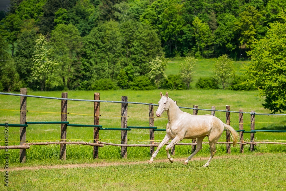 Obraz premium Young white stallion of Akhal Teke horse breed from Turkmenistan, galloping in a paddock, wooden poles, fence in background, green grass and trees, sunny summer day