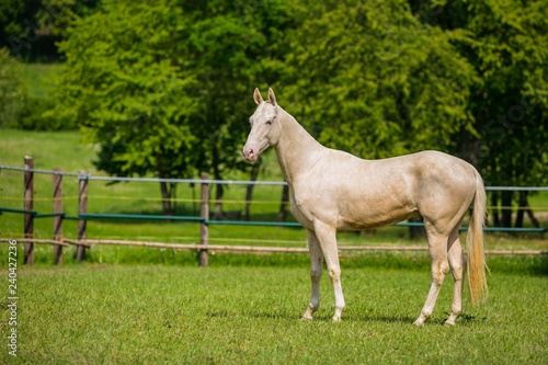 Calm young aristocratic white stallion of Akhal Teke horse breed from Turkmenistan, standing in a paddock, wooden poles, fence in background, green grass and trees