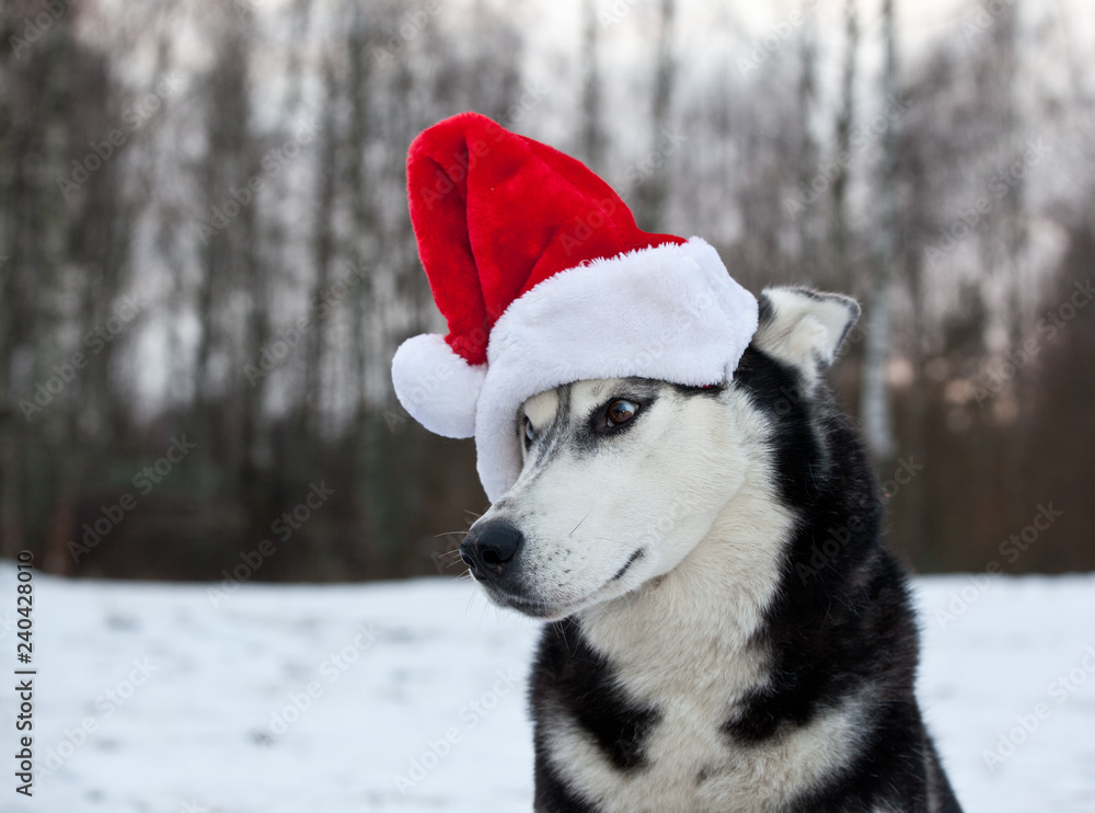 .Dog breed Siberian Husky breed in red Santa Claus hat