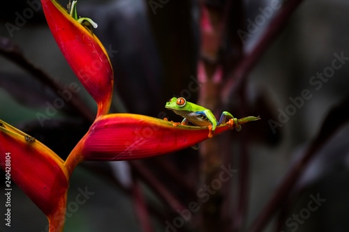 Red-Eyed Treefrog (Agalychnis callidryas) photo