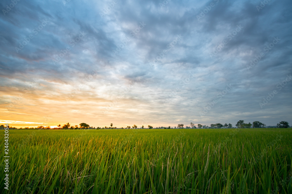 Grass on the field during sunrise. sky full cloud.