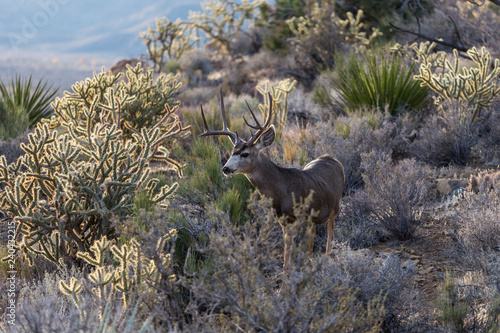 Large buck mule deer with large antlers and cholla cactus.  Shot taken at Red Rock Canyon National Conservation Area near Las Vegas, Nevada.