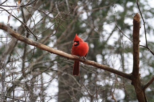 cardinal in a tree © Olivero