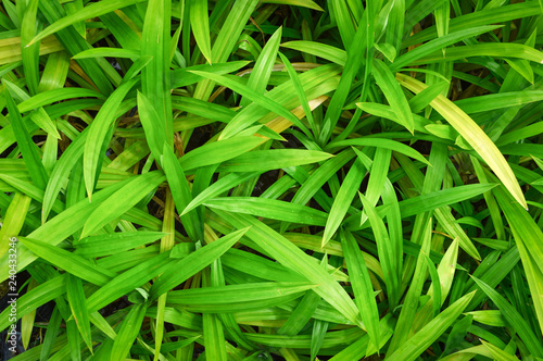 pandanus leaf green pandan leaves growing in the garden background