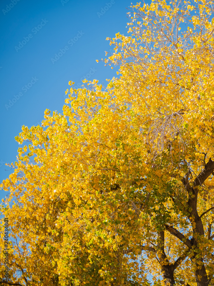 Árbol en otoño con cielo azul 