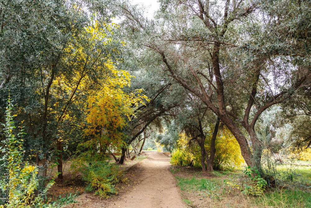path through trees in an oasis in Morocco path through trees in an oasis in Morocco