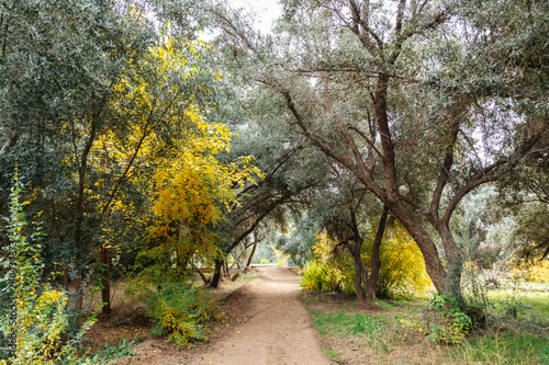 Fototapeta Naklejka Na Ścianę i Meble -  path through trees in an oasis in Morocco
