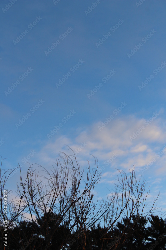 Obraz premium blue sky, clouds and trees