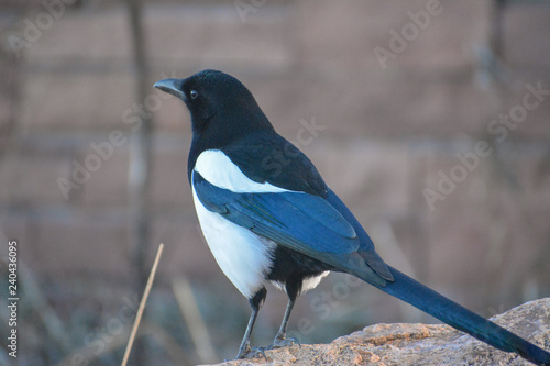 Black Billed Magpie bird in Denver, Colorado
