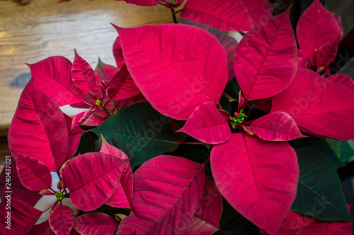 Red poinsettia plant on steps